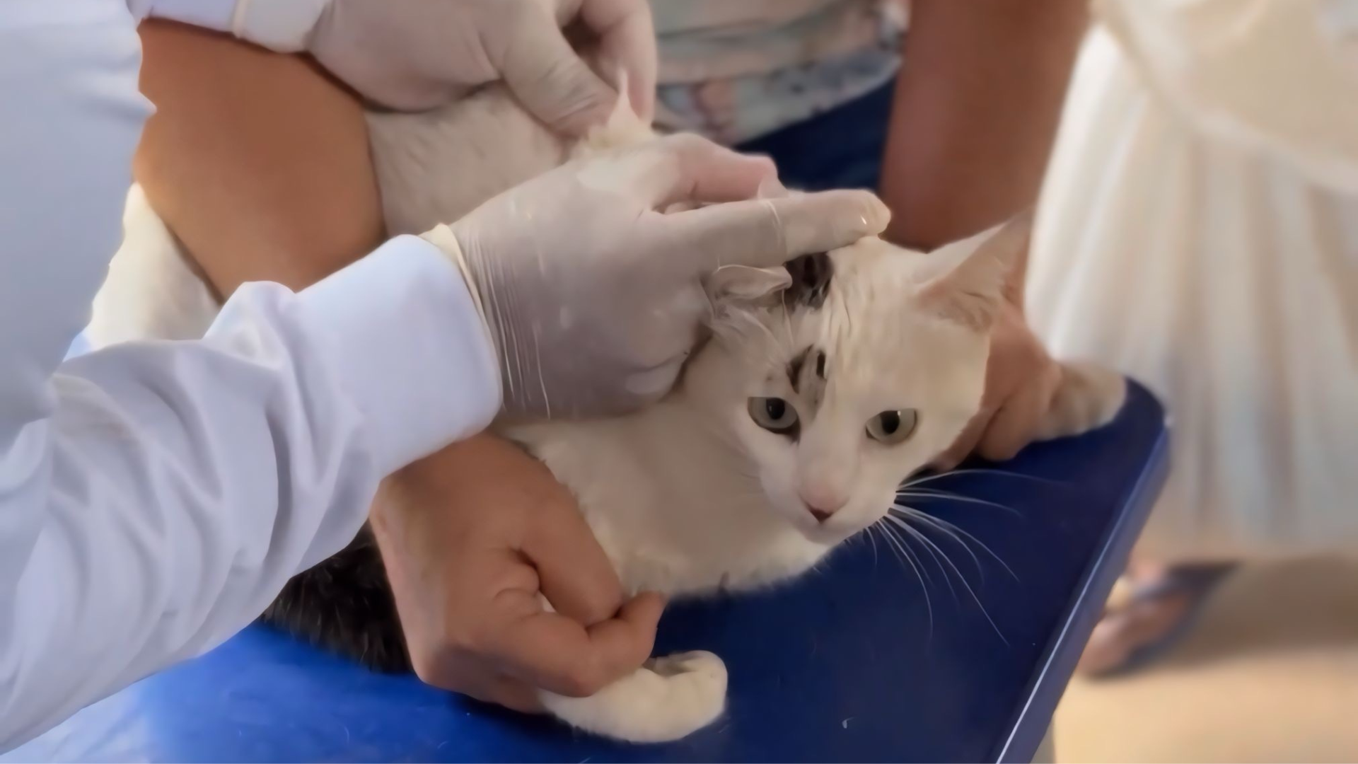 Campanha antirrábica